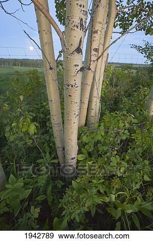 Stock Photo - A Small Stand Of Poplar Trees In Evening Light; Drayton Valley Alberta Canada. Fotosearch