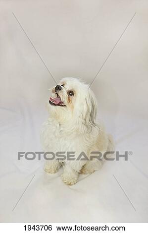 A Small White Dog; Portland Oregon United States Of America View Large Photo Image Stock Photograph - A Small White Dog; Portland Oregon United States Of America. Fotosearch