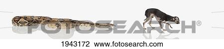 Stock Image - A Snake And A Small Dog Against A White Background. Fotosearch