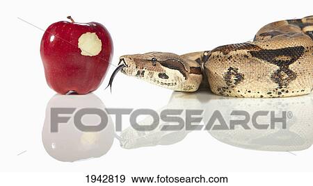 A Snake Beside An Apple With A Bite Out Of It View Large Photo Image Stock Photo - A Snake Beside An Apple With A Bite Out Of It. Fotosearch