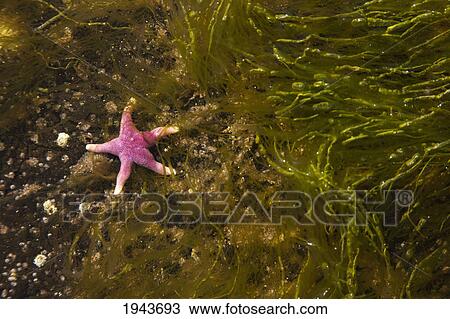 Stock Image - A Starfish Under Shallow Water; Northumberland England. Fotosearch