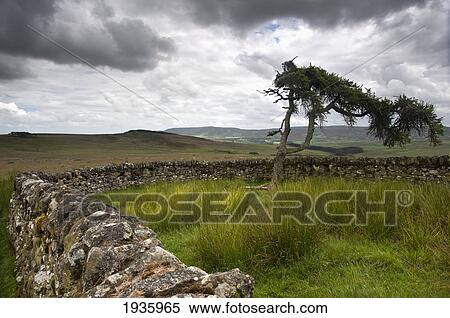 A Stone Fence Across A Field; Northumberland England View Large Photo Image Stock Photography - A Stone Fence Across A Field; Northumberland England. Fotosearch