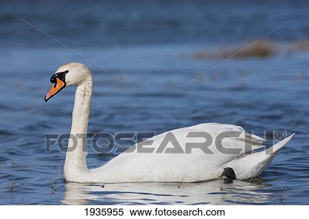 A Swan Swimming In The Water; Northumberland, England View Large Photo Image Stock Photography - A Swan Swimming In The Water; Northumberland, England. Fotosearch