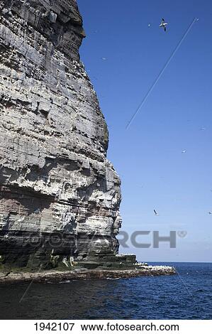Stock Photo - A Tall Rock Face On The Water's Edge; Noss Scotland. Fotosearch