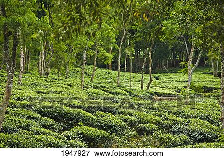 a tea plantation; sylhet bangladesh View Large Photo Image Stock Photo - a tea plantation; sylhet bangladesh. Fotosearch