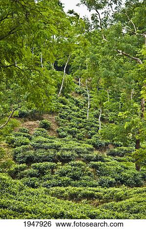 a tea plantation; sylhet bangladesh View Large Photo Image Stock Photograph - a tea plantation; sylhet bangladesh. Fotosearch