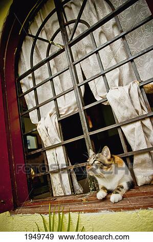 Stock Photo - a tiger-striped cat looks up as something catches its eye through a barred window; melaka malaysia. Fotosearch