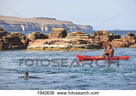 A Tourist Rows In A Boat In Los Islotes National Marine Park Off Espiritu Santo Island; La Paz Baja California Sur Mexico View Large Photo Image Stock Photograph - A Tourist Rows In A Boat In Los Islotes National Marine Park Off Espiritu Santo Island; La Paz Baja California Sur Mexico. Fotosearch