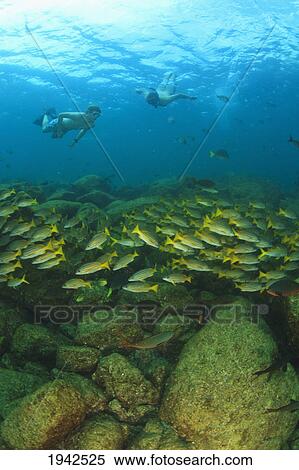 A Tourist Swimming With A School Of Fish Underwater At Los Islotes National Marine Park Espiritu Santo Island; La Paz Baja California Mexico View Large Photo Image Stock Photography - A Tourist Swimming With A School Of Fish Underwater At Los Islotes National Marine Park Espiritu Santo Island; La Paz Baja California Mexico. Fotosearch