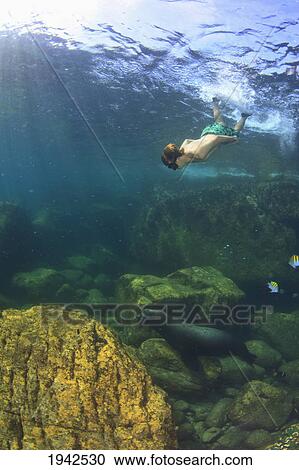 Stock Image - A Tourist Swims Underwater With A Sea Lion At Los Islotes National Marine Park Espiritu Santo Island; La Paz Baja California Mexico. Fotosearch