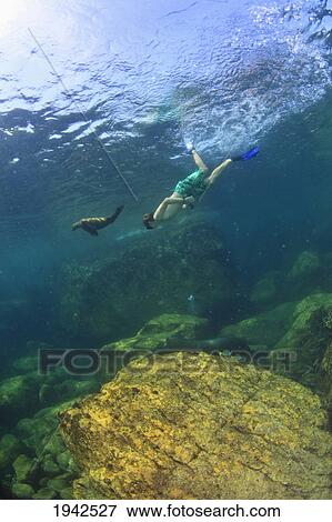 Stock Photo - A Tourist Swims Underwater With A Sea Lion At Los Islotes National Marine Park Espiritu Santo Island; La Paz Baja California Mexico. Fotosearch