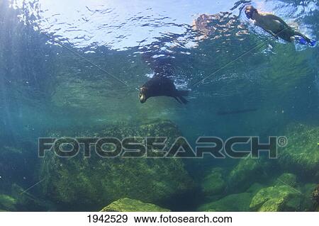 Stock Photo - A Tourist Swims Underwater With A Sea Lion At Los Islotes National Marine Park Espiritu Santo Island; La Paz Baja California Mexico. Fotosearch