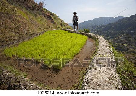 A Tourist Walks Along The Famous Mud-Walled Rice Terraces In The Cordillera Region Near Banaue; North Luzon, Philippines View Large Photo Image Picture - A Tourist Walks Along The Famous Mud-Walled Rice Terraces In The Cordillera Region Near Banaue; North Luzon, Philippines. Fotosearch