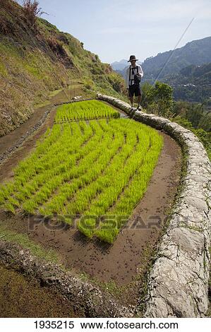 A Tourist Walks Along The Famous Mud-Walled Rice Terraces In The Cordillera Region Near Banaue; North Luzon, Philippines View Large Photo Image Stock Photography - A Tourist Walks Along The Famous Mud-Walled Rice Terraces In The Cordillera Region Near Banaue; North Luzon, Philippines. Fotosearch