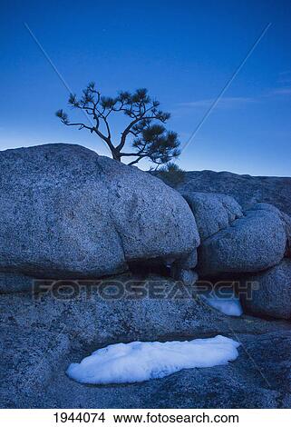 A Tree Growing From The Rocks With Small Piles Of Snow; Lake Tahoe California United States Of America View Large Photo Image Picture - A Tree Growing From The Rocks With Small Piles Of Snow; Lake Tahoe California United States Of America. Fotosearch