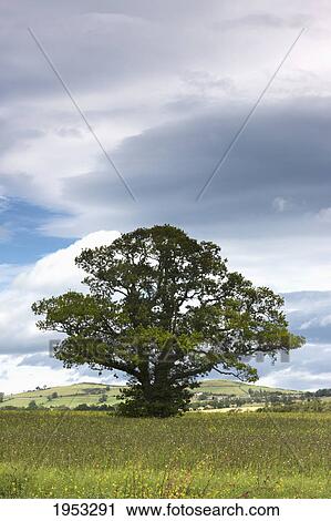 a tree in a field under a cloudy sky; northumberland england View Large Photo Image Stock Image - a tree in a field under a cloudy sky; northumberland england. Fotosearch