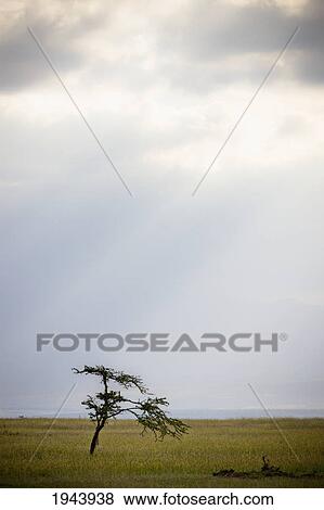 Stock Photo - A Tree In A Vast Flat Landscape; Kenya. Fotosearch