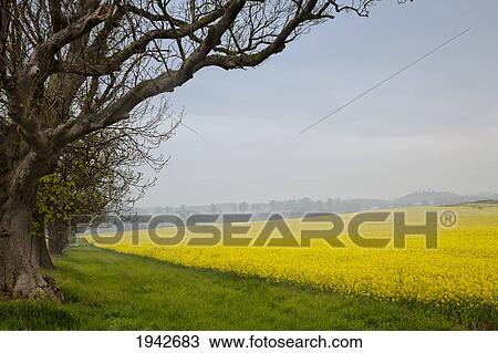 A Tree On The Edge Of A Yellow Field; Northumberland England View Large Photo Image Stock Image - A Tree On The Edge Of A Yellow Field; Northumberland England. Fotosearch