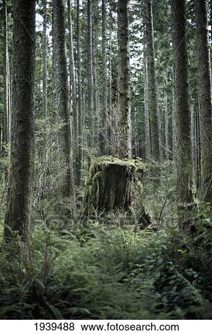 A Tree Stump In A Forest At French Beach; British Columbia Canada View Large Photo Image Stock Photo - A Tree Stump In A Forest At French Beach; British Columbia Canada. Fotosearch