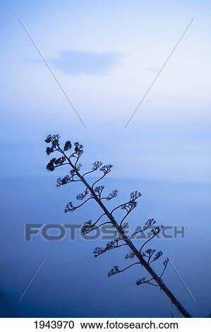 Stock Image - A Tree With The Blue Ocean Water In The Background; Vernazza Liguria Italy. Fotosearch