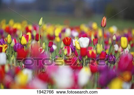 Stock Photograph - A Variety Of Colored Tulips In A Field At Wooden Shoe Tulip Farm; Woodburn Oregon United States Of America. Fotosearch