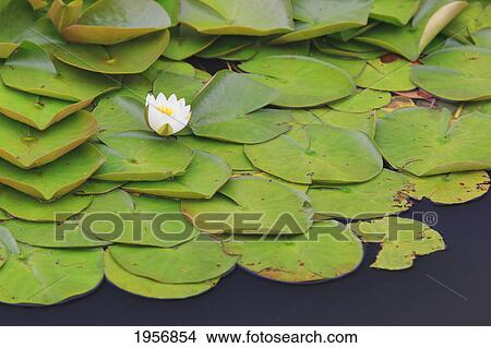 a water lily (nymphaeaceae) at springtime in mingus park; coos bay oregon united states of america View Large Photo Image Picture - a water lily (nymphaeaceae) at springtime in mingus park; coos bay oregon united states of america. Fotosearch