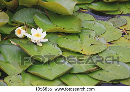 Stock Photography - a water lily (nymphaeaceae) at springtime in mingus park; coos bay oregon united states of america. Fotosearch