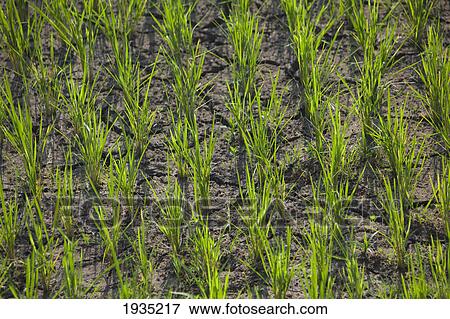 Stock Photo - A Water Shortage Leaves The Earth Dry And Cracked In A Rice Terrace In The Famous Mud-Walled Rice Terraces In The Cordillera Region Near Banaue; North Luzon, Philippines. Fotosearch