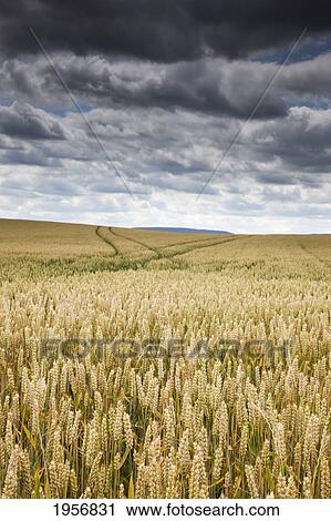 a wheat field under dark clouds; northumberland england View Large Photo Image Stock Image - a wheat field under dark clouds; northumberland england. Fotosearch