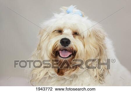 A White Dog With A Blue Bow In It's Hair; Portland Oregon United States Of America View Large Photo Image Stock Image - A White Dog With A Blue Bow In It's Hair; Portland Oregon United States Of America. Fotosearch