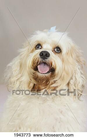 Stock Image - A White Dog With A Blue Bow In It's Hair Looking Upwards; Portland Oregon United States Of America. Fotosearch