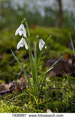 Stock Photo - A White Flower With A Drooping Head; Dumfries Scotland. Fotosearch