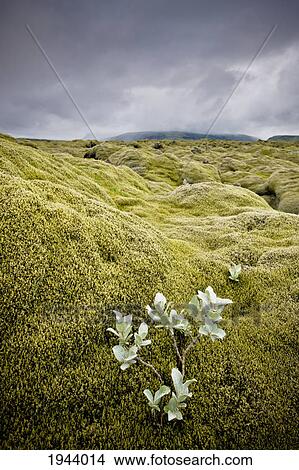 Picture - A White Wildflower Growing On A Rugged Landscape; Iceland. Fotosearch