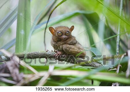 A Wild Tarsier (Tarsius) Sits On A Branch Of A Tree At The Tarsier Research And Development Center; Island Of Bohol, Philippines View Large Photo Image Stock Photography - A Wild Tarsier (Tarsius) Sits On A Branch Of A Tree At The Tarsier Research And Development Center; Island Of Bohol, Philippines. Fotosearch