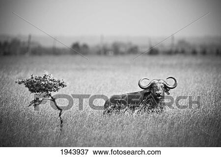 Stock Photo - A Wildebeest In A Field; Kenya. Fotosearch