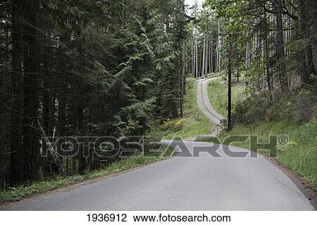 A Winding Road Through The Forest On Pender Island; British Columbia Canada View Large Photo Image Stock Image - A Winding Road Through The Forest On Pender Island; British Columbia Canada. Fotosearch