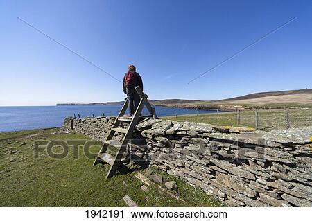 Stock Image - A Woman By A Stone Wall Along The Coast; Noss Scotland. Fotosearch
