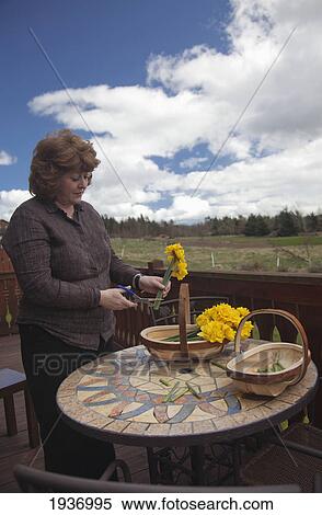 A Woman Cuts Yellow Flowers For A Basket; Northumberland England View Large Photo Image Stock Photography - A Woman Cuts Yellow Flowers For A Basket; Northumberland England. Fotosearch