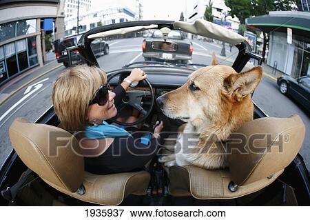 A Woman Drives In Her Classic Volkswagen Convertible With The Top Down, With Her Pet Dog, Through The Streets Of Downtown; Victoria, British Columbia, Canada View Large Photo Image Stock Photo - A Woman Drives In Her Classic Volkswagen Convertible With The Top Down, With Her Pet Dog, Through The Streets Of Downtown; Victoria, British Columbia, Canada. Fotosearch