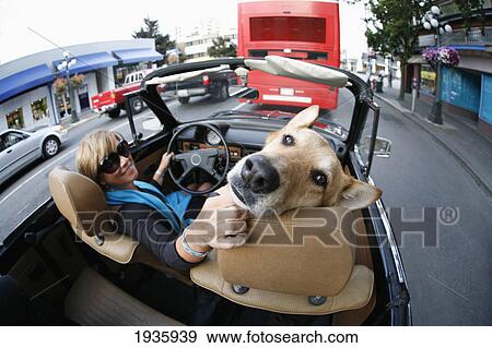 A Woman Drives In Her Classic Volkswagen Convertible With The Top Down, With Her Pet Dog, Through The Streets Of Downtown; Victoria, British Columbia, Canada View Large Photo Image Stock Photo - A Woman Drives In Her Classic Volkswagen Convertible With The Top Down, With Her Pet Dog, Through The Streets Of Downtown; Victoria, British Columbia, Canada. Fotosearch