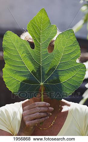 Stock Photo - a woman hides her face with a fig leaf; torremolinos malaga andalusia spain. Fotosearch