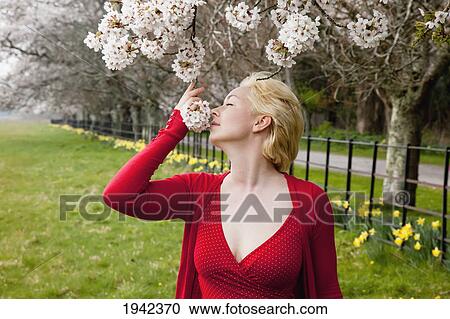 A Woman Smells The Cherry Blossoms; Killarney County Kerry Ireland View Large Photo Image Stock Image - A Woman Smells The Cherry Blossoms; Killarney County Kerry Ireland. Fotosearch