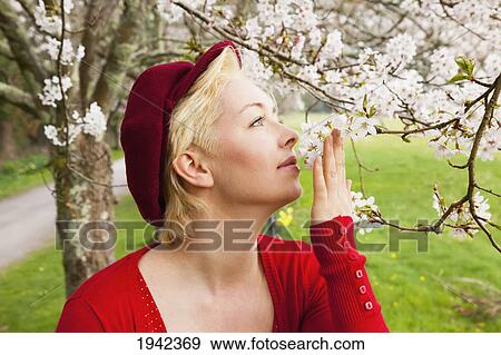 A Woman Smells The Cherry Blossoms; Killarney County Kerry Ireland View Large Photo Image Stock Photo - A Woman Smells The Cherry Blossoms; Killarney County Kerry Ireland. Fotosearch