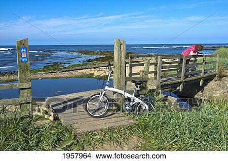 Picture - a woman stands with her bicycle on a wooden bridge looking down into the water; northumberland england. Fotosearch