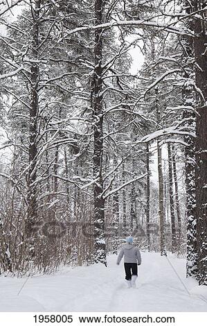 a woman walking down a snowy trail between the trees; thunder bay ontario canada View Large Photo Image Stock Photography - a woman walking down a snowy trail between the trees; thunder bay ontario canada. Fotosearch
