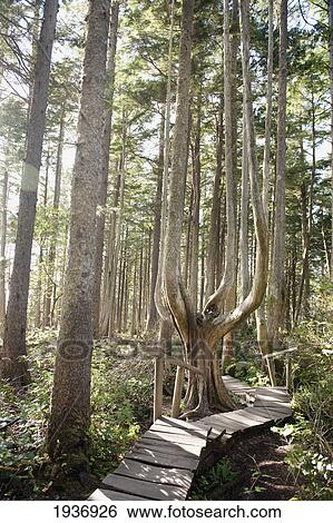Stock Photograph - A Wooden Boardwalk Leading Through The Forest; Cape Flattery Washington United States Of America. Fotosearch