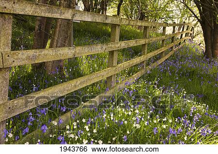 A Wooden Fence In A Forested Area With Blue And White Wildflowers On The Ground; Northumberland England View Large Photo Image Stock Photograph - A Wooden Fence In A Forested Area With Blue And White Wildflowers On The Ground; Northumberland England. Fotosearch