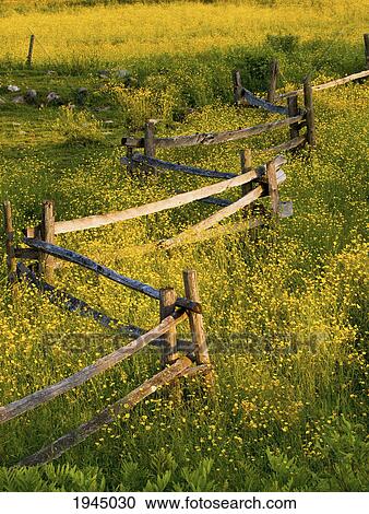 a wooden rail fence surrounded by yellow wildflowers; fulford quebec canada View Large Photo Image Stock Image - a wooden rail fence surrounded by yellow wildflowers; fulford quebec canada. Fotosearch
