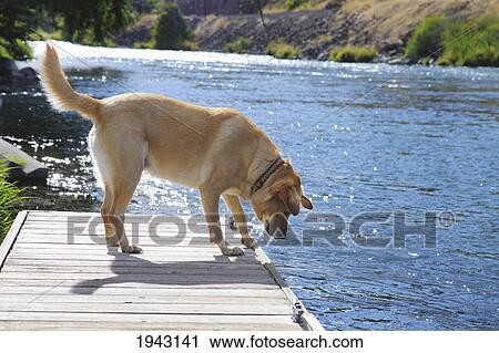 Stock Image - A Yellow Lab Dog On A Dock; Troutdale Oregon United States Of America. Fotosearch