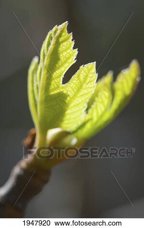 Stock Image - a young fig leaf; ukiah california united states of america. Fotosearch